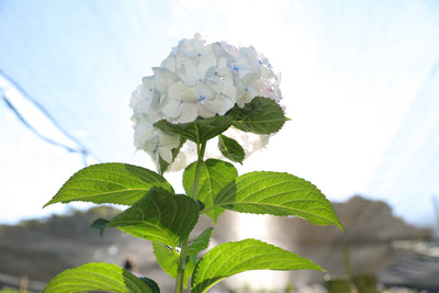 D. DATOS CURIOSOS SOBRE LAS HORTENSIAS